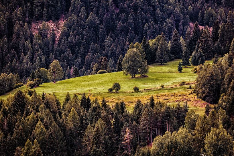 Bergwiese @ Moena von Rob Boon