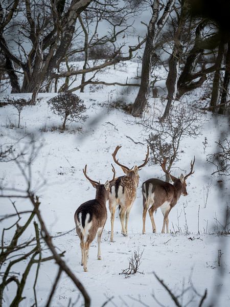 Junggesellen-Trio von Mattijs Diepraam