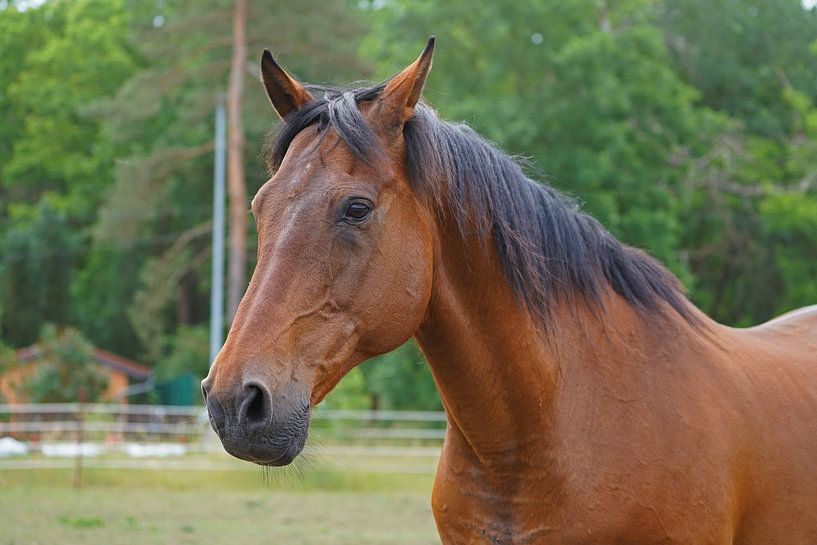 Trakehner Feldmeyer in the pasture by Babetts Bildergalerie