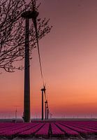 le soleil s'abat sur le tuple