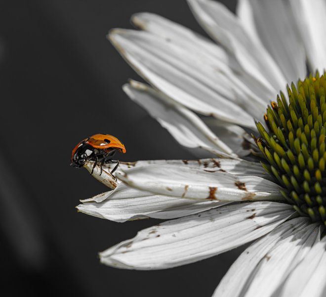 Coccinelle par Michelle van Doorn