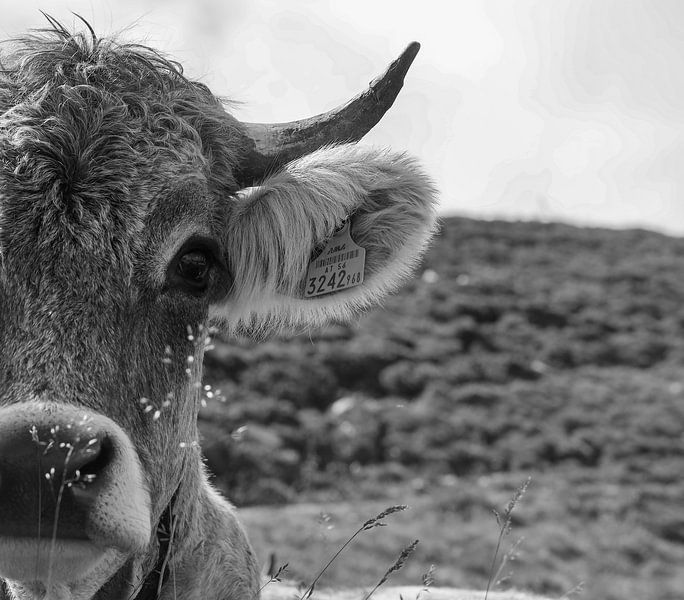 schwarz-weiße Kuh von Marieke Funke
