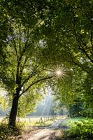 De vroege ochtend wandeling