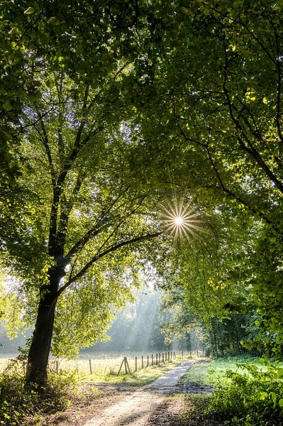 Der Spaziergang am frühen Morgen von Ellen Weidenaar