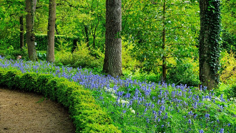 Garden covered with blue grape hyacinths by Hilda Weges