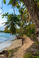 Tropischer Weg mit Palmen entlang des Meeres in Panama