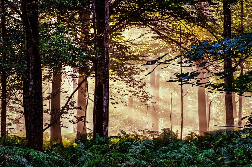 Breda Liesbos im Nebel von Egon Zitter