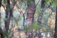 Great spotted woodpecker in the woods Lh1A6077