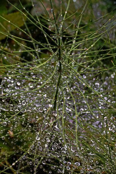 Regentropfen auf Spinnennetz - Zinnkraut von Christine Nöhmeier
