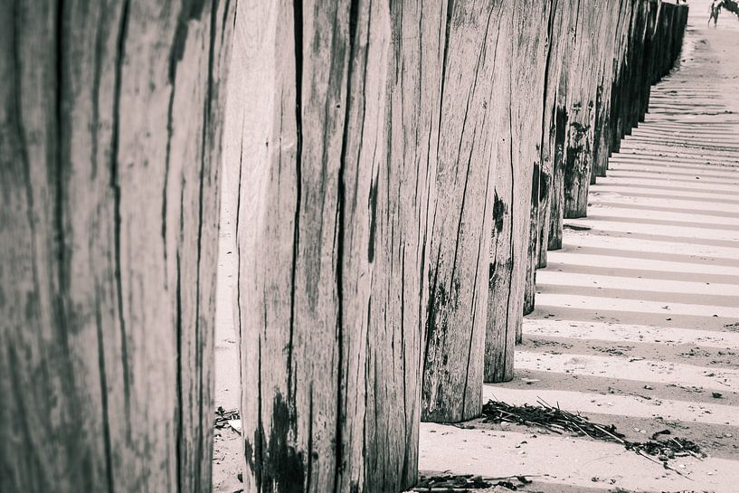 Timber groynes on the beach  at the north sea, Holland by Fotografiecor .nl