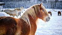 horses in the snow