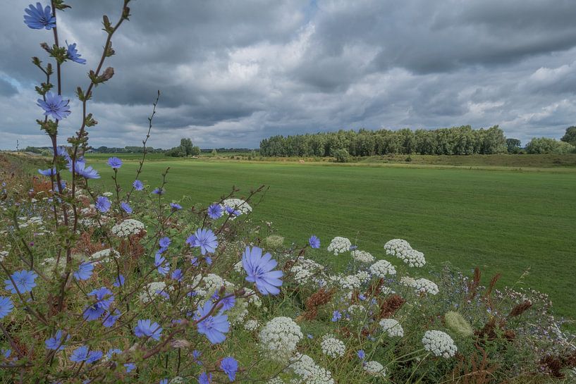 Bermbloemen par Moetwil en van Dijk - Fotografie