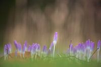 Lika krokussen op een groen grastapijt