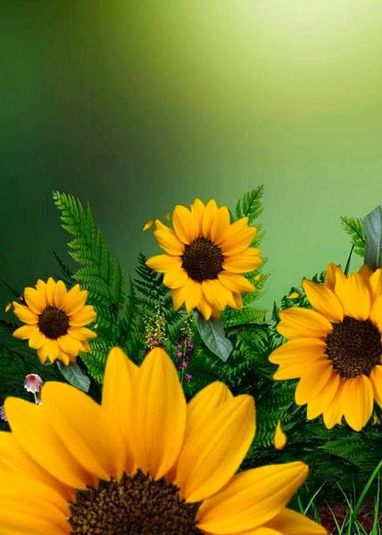 Flower by Sepvian Armanda