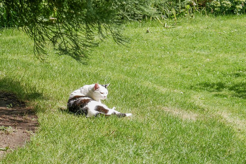 Utrecht - Old Hortus cat by Wout van den Berg