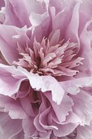 Makroaufnahme einer rosa Pfingstrose in voller Blüte, Bild 1