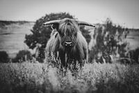 Schottischer Highlander in Großaufnahme schwarz-weiß in der niederländischen Landschaft