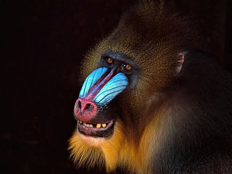 The Smiling Mandrill by Eduard Lamping