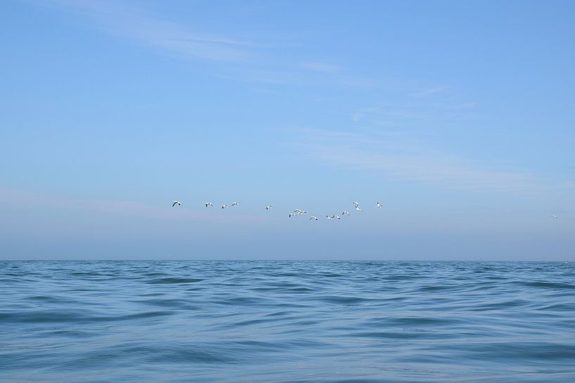 Oiseaux de mer volant au large des côtes du Pays de Galles, UK par Christa Stroo photography