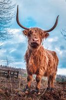 Scottish Highlander Cora tough pictured