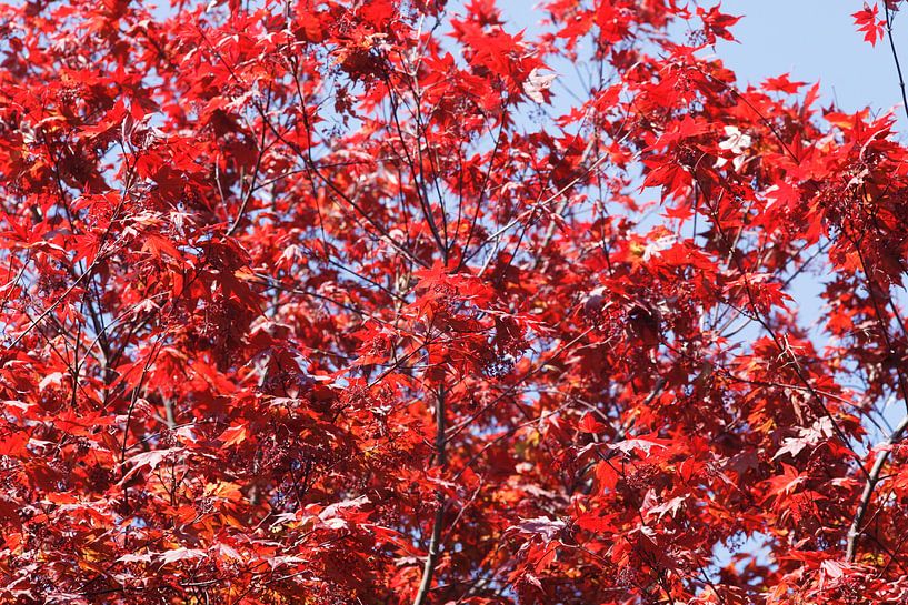 Fächerahorn by Thomas Jäger