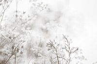 Wildflowers in black and white
