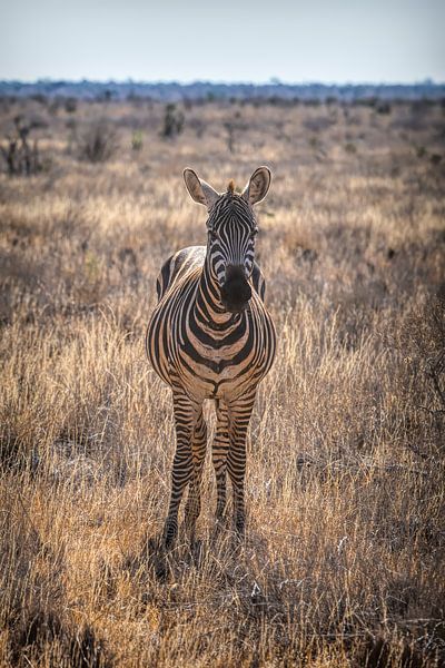 Zebra in Nationaal Park in Kenia van By Marjolein Design