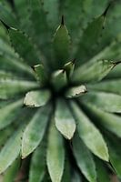 Gros plan sur le cactus