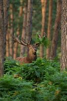 Bronze Red Deer in a forest landscape with ferns