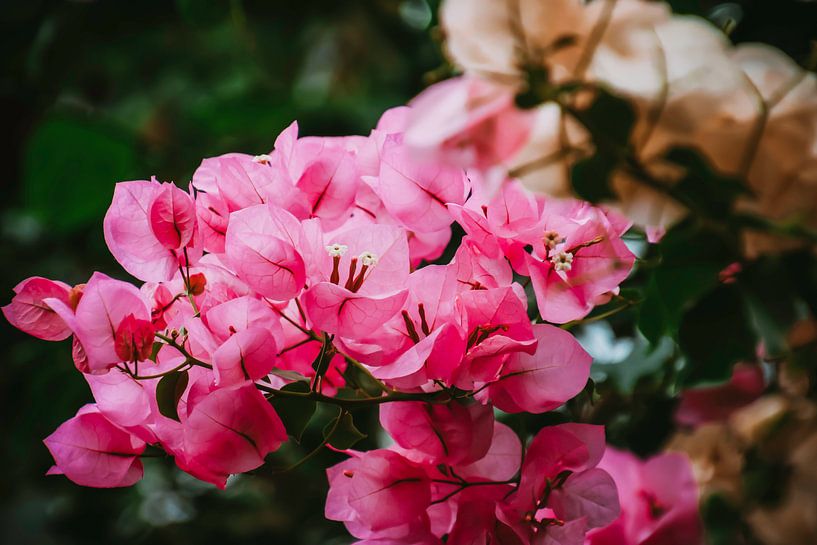 Orchidee aan de muur von Stedom Fotografie