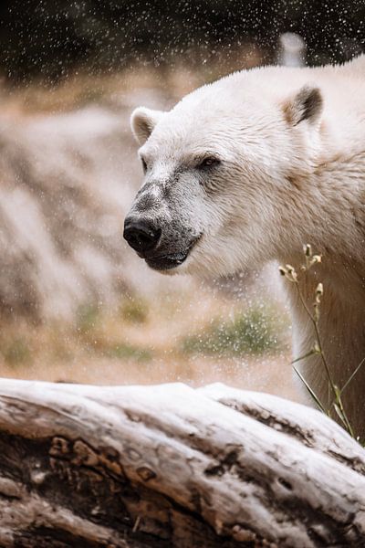 Eisbär schüttelt Wasser ab von Design Wall Arts
