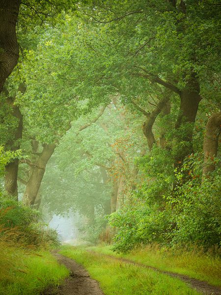 Grüne Blätter von Mark van der Walle