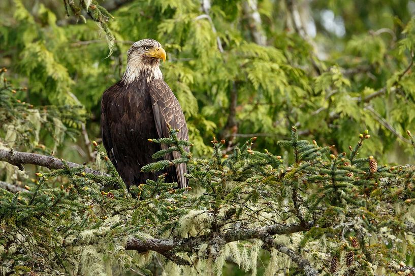 Een jonge zeearend von Menno Schaefer