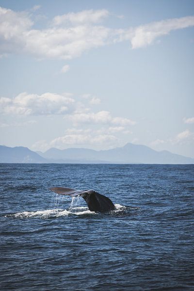 Kaikoura: Spectacle of Ocean Giants by Ken Tempelers
