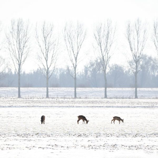 Deer in Dutch Winter Landscape by Thomas Thiemann