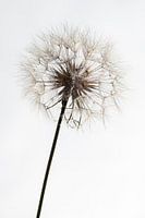 Morning star high key