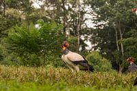 King vulture in Costa Rica