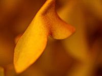 Abstraktes Foto, orangefarbene Blätter. Herbstlich