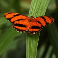 Le papillon orange