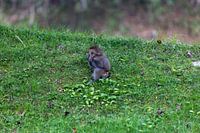 bébé singe des neiges