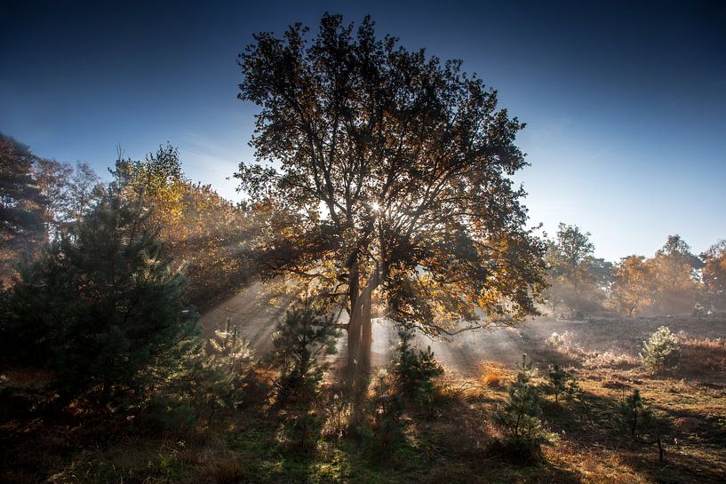 Autumn light par Ruud Peters