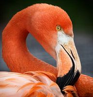 Roter Flamingo : Tierpark der Alten Hand