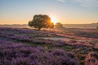 Flowering heather during sunrise