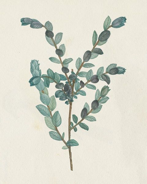 Viktorianische Gartengrüner II, Wild Apple Portfolio von Wild Apple