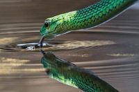Groene Water Slang (green water snake)