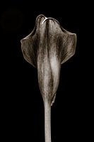 Calla Lily - In Stone II