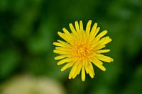 dandelion flower
