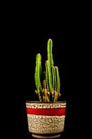 Vintage cactus