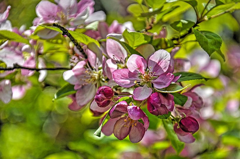 Fleurs de pomme par Frans Blok - des photos, de l'art et des autres décorations murales