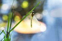 dragonfly with sniper